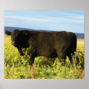 Recherche de taureau noir posters Cowboy