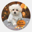 Recherche de vacances de chiot autocollants Dog