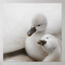 Suche nach entlein poster Wild lebende tiere