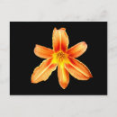 Suche nach lilium poster Orange