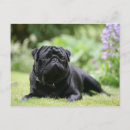 Suche nach schwarzer mops postkarten Mäuse