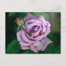 Suche nach beatles postkarten Rosa