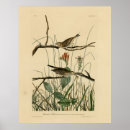 Suche nach birds of america poster Illustration