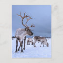 Suche nach rudolf postkarten Tier