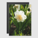 Recherche de jonquille blanche Jonquilles