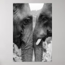 Suche nach vintage elefanten poster Natur