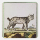 Recherche de lynx autocollants Félin