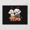 Recherche de de caniche cartes postales Chiot