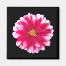 Suche nach dahlien magnete Rosa