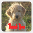 Recherche de goldendoodle autocollants Chiot