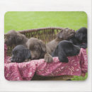 Suche nach labrador welpen mousepads Horizontal