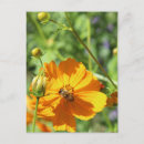 Recherche de marigot cartes postales Jardin