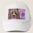 Suche nach yorkie kappen Australien