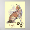Recherche de coyote poster Nature