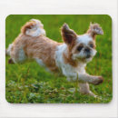Recherche de tzu shih tapis souris Photographie