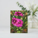 Suche nach rosa dahlie blumen postkarten Botanisch