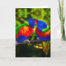 Suche nach papageien karten Liebe