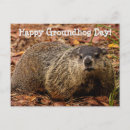 Recherche de marmottes cartes postales Animaux