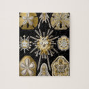 Recherche de maritime puzzles Coquillages