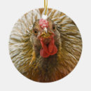 Recherche de lacé Poule