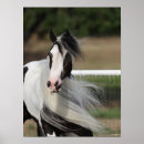 Suche nach vanner poster Tier