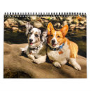 Recherche de gallois photographie Corgi