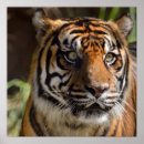 Suche nach bunter tiger poster Tier