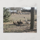Suche nach goose postkarten Wild