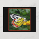 Suche nach gelber schmetterling postkarten Natur
