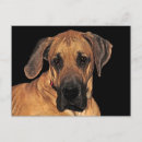 Recherche de dannée cartes postales Canine