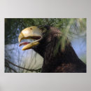 Suche nach bunter adler poster Glatzenadler