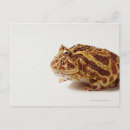 Recherche de humour de grenouille posters Rire