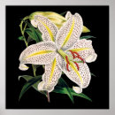 Recherche de fleur de lis poster Pour eux