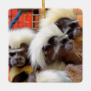 Recherche de singe ornements Faune