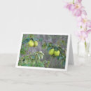 Recherche de coing Fruit