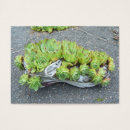 Recherche de pluriannuels Plantes