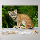 Suche nach luchs poster Natur