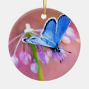 Suche nach schmetterlings fotos ornamente Schmetterlingsgartenarbeit