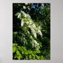 Suche nach strauch poster Blume