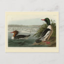 Suche nach audubon postkarten Vogelvogel