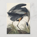 Recherche de grand oiseau cartes postales Grand héron bleu