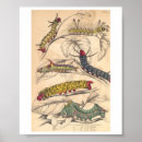 Recherche de chenille posters Nature