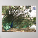 Suche nach albino poster Natur