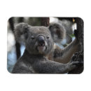 Recherche de marsupiaux magnets Australie