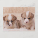 Recherche de deux animaux cartes postales Mignon