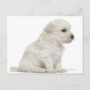 Recherche de chien lion cartes postales Animal