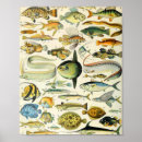 Recherche de adolphe millot posters Nature