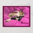 Recherche de relax cartes postales Chat
