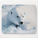 Recherche de ours blanc tapis souris Animaux