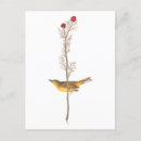 Suche nach audubon postkarten John james audubon